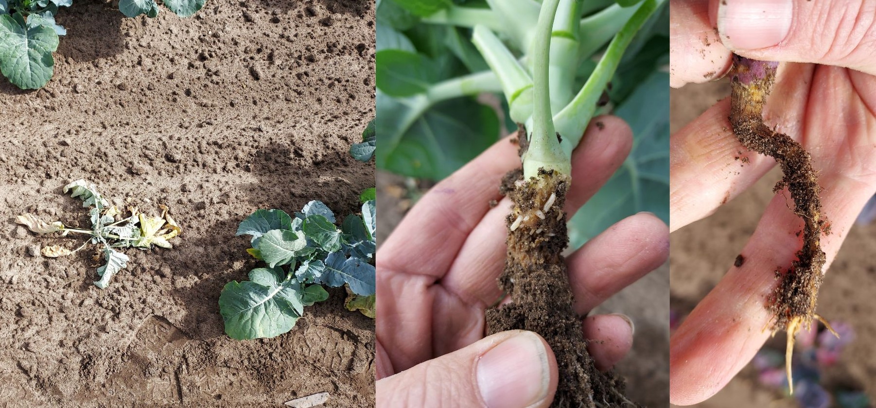 Cabbage maggot on crops.